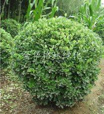 全球花木網 苗木與花卉產品的數(shù)字化展示平臺