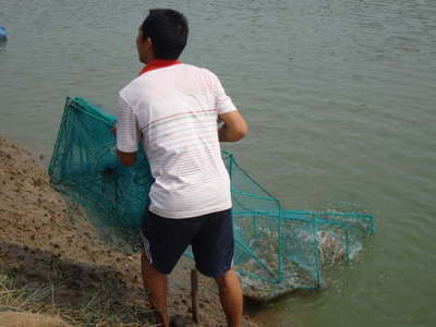 湖南常德澧縣 內(nèi)陸轉(zhuǎn)型結(jié)碩果，南美白對(duì)蝦養(yǎng)殖已成特色產(chǎn)業(yè)