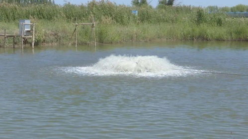 烏拉特前旗兩家水產健康養殖示范場入選“國家隊”，引領內陸水產養殖銷售新篇章